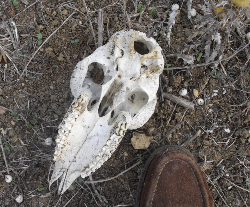 Cranio da identificare